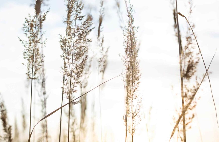 Lithium & Brain Health: Promising New Research